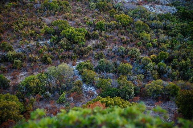 Vista dall'alto, incredibile sfondo della natura. Il colore della splendida vegetazione di un'isola della Corsina.