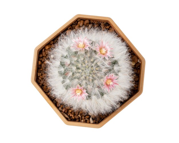 Vista dall'alto Pianta di Cactus Piccoli fiori rosa intorno alla pianta di Cactus isolati su sfondo bianco