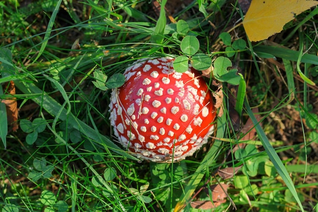 Vista dall'alto, piccolo agarico di mosca ( Amanita muscaria ) nell'erba della foresta