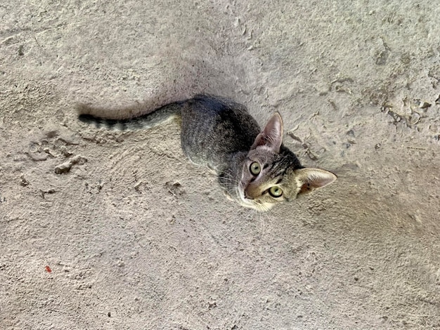Vista dall'alto piccolo gattino domestico che guarda alla macchina fotografica