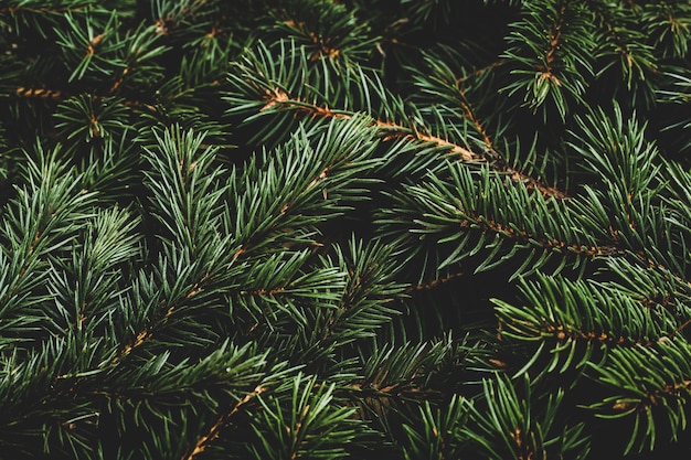 vista dall'alto rami di un albero di Natale