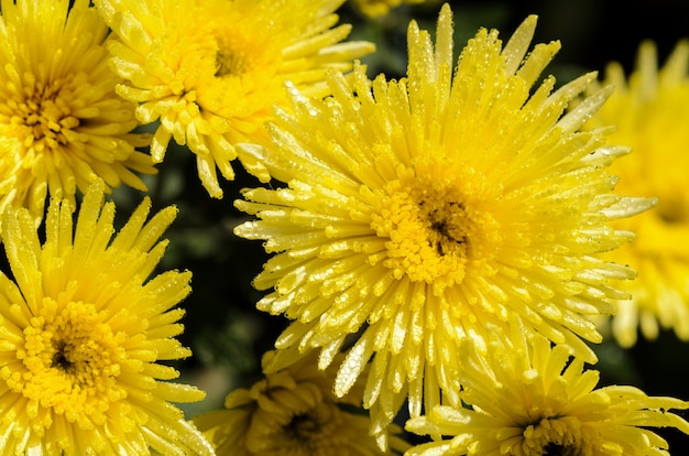 Vista dall'alto ravvicinata di fiori gialli di Chrysanthemum Morifolium che sono pieni di rugiada mattutina.