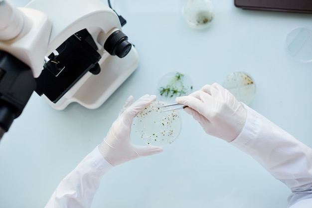 Vista dall'alto ravvicinata di uno scienziato irriconoscibile che tiene la capsula di Petri durante l'esame di campioni di piante durante la ricerca in laboratorio, spazio di copia