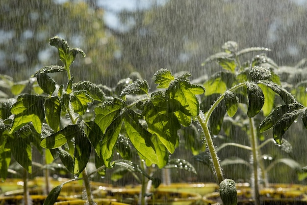 Vista dall'alto spolverata di piantine di pomodoro gocce d'acqua su foglie di pomodoro piante in crescita