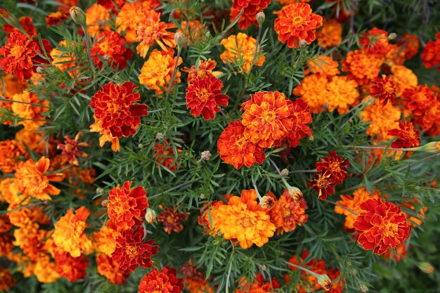 Vista dall'alto su Marigolds Tagetes erecta in giardino su un letto di fiori