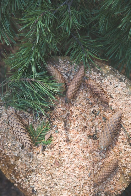 Vista dall'alto su pigne e rami di pino sul vecchio ceppo di albero Natura