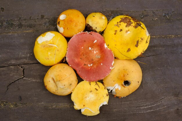 Vista dall'alto sul fungo russula crudo fresco giallo