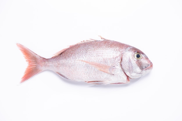 Vista dall'alto sul pesce Red Snapper isolato