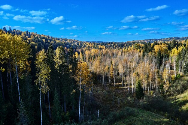 Vista dall'alto sulla foresta durante l'autunno