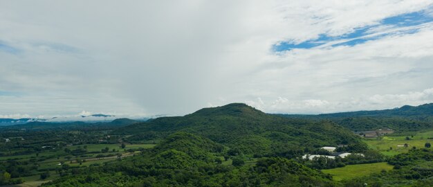 Vista dall'alto sullo sfondo della foresta, grande albero