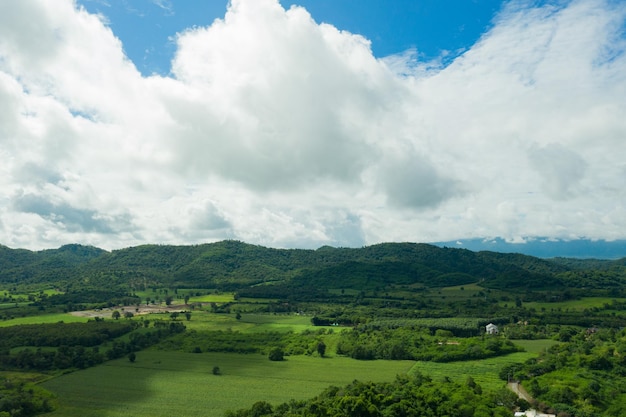 Vista dall'alto sullo sfondo della foresta, grande albero