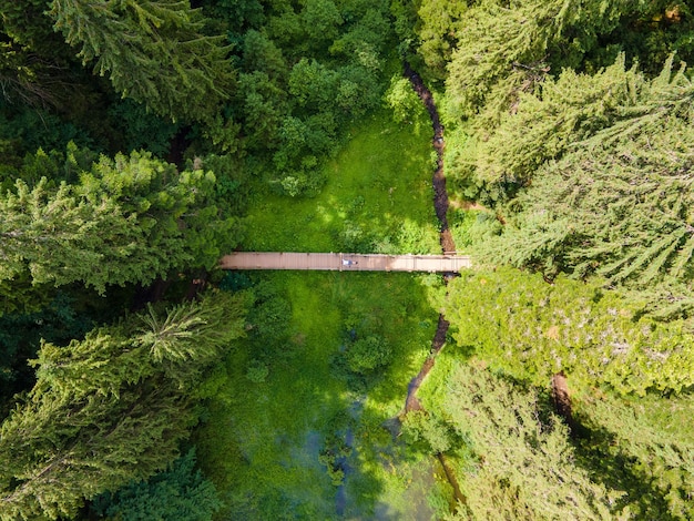 Vista dall'alto uomo escursionista che stabilisce sul sentiero nella foresta estate