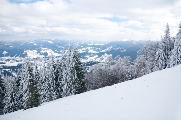 Vista dalla cima della montagna sulla foresta nel gelo e nelle nuvole basse