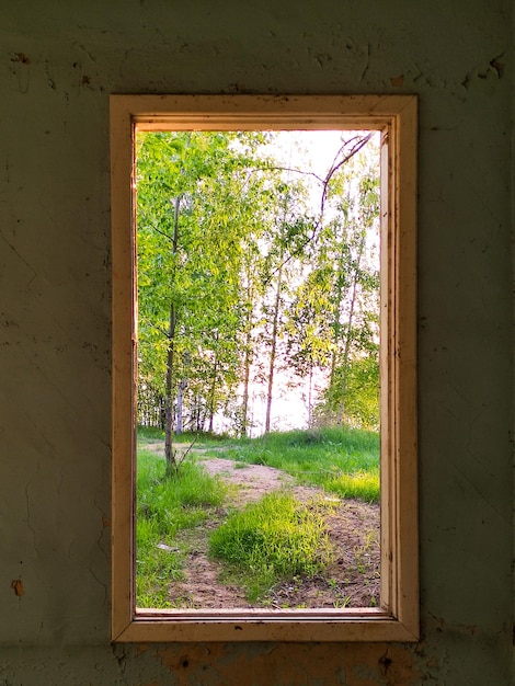 Vista dalla finestra sulla foresta