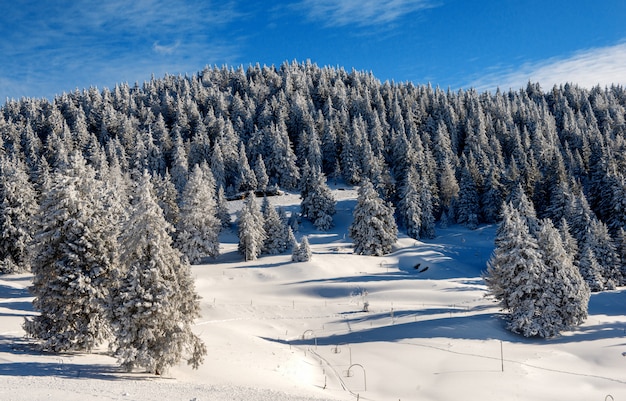 Vista degli abeti innevati in inverno