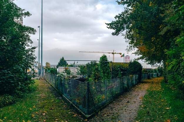 Vista degli alberi contro il cielo nuvoloso