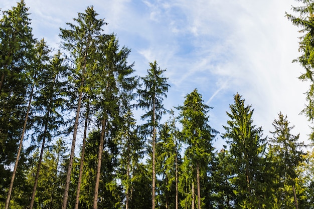 Vista degli alberi dall&#39;interno di una foresta