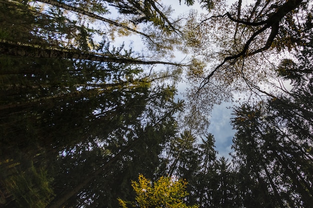 Vista degli alberi dall&#39;interno di una foresta