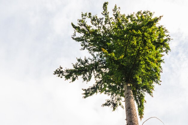 Vista degli alberi dall&#39;interno di una foresta