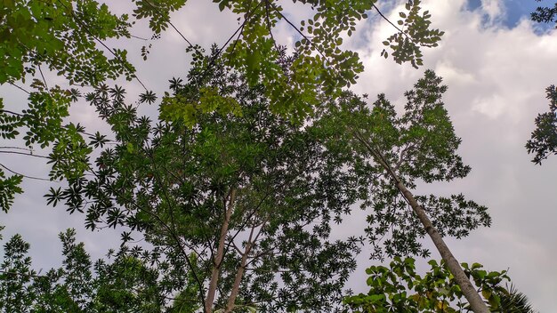 vista degli alberi in Indonesia