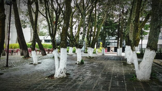 Vista degli alberi nel parco