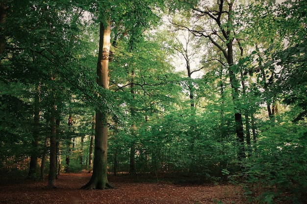 Vista degli alberi nella foresta