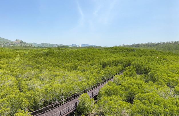 Vista degli occhi degli uccelli della foresta di mangrovie della Thailandia a Phetchaburi con ponte di legno per passeggiate turistiche