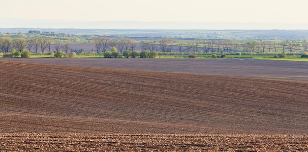 Vista dei campi verdi di inizio primavera