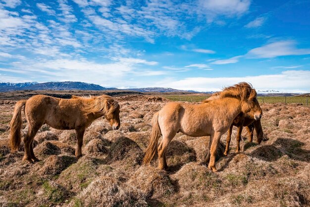 Vista dei cavalli islandesi che pascolano sul campo erboso contro il cielo blu