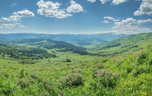 Vista dei fiori della valle di montagna nella vegetazione estiva in primo piano