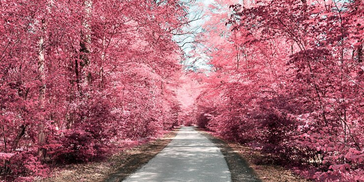 Foto vista dei fiori di ciliegio rosa sul sentiero