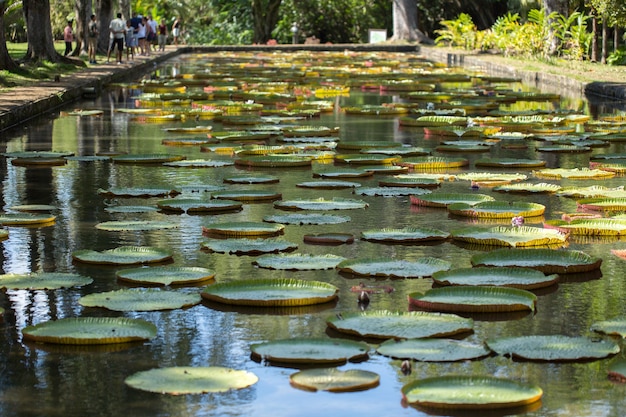 Vista dei giardini botanici a Mauritius