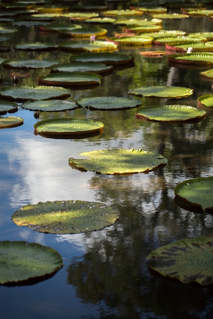 Vista dei giardini botanici a Mauritius