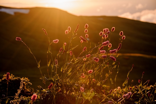 Vista dei piccoli fiori rosa sul campo sullo sfondo sfocato della collina nell'ora d'oro