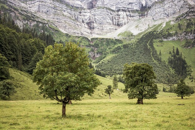 Vista dei pini nel campo