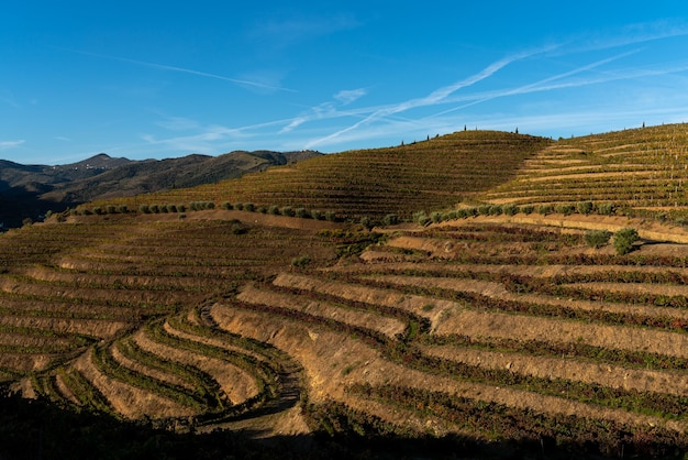 Vista dei vigneti della valle del douro con nuclei autunnali - Portogallo - ora d'oro.