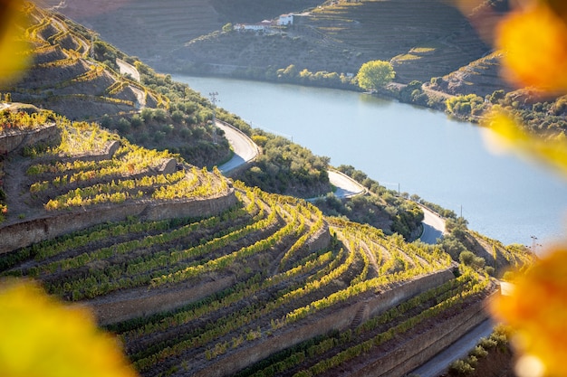 Vista dei vigneti della valle del douro con nuclei autunnali - Portogallo.