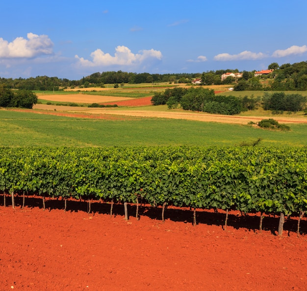 Vista dei vigneti, Istria