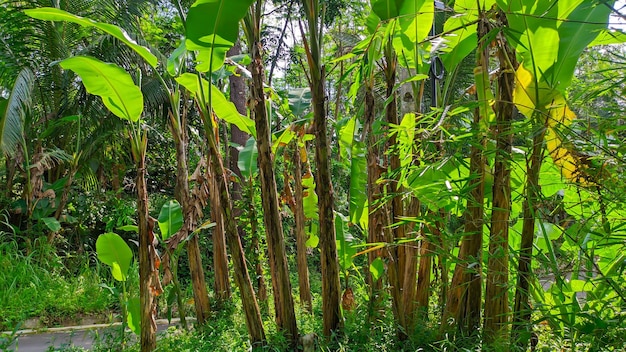 vista del banano in natura