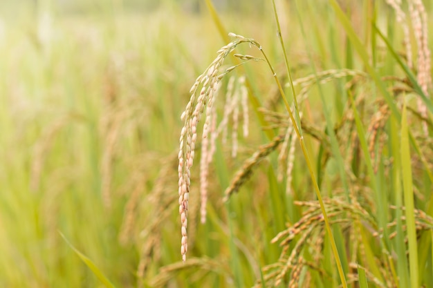 Vista del campo al mattino con il sole, Close up of Green rice