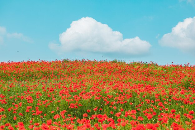 Vista del campo con fiori di papavero in fiore