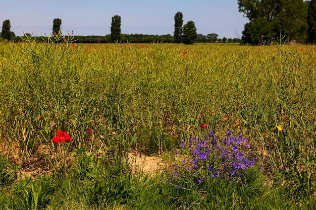 Vista del campo di papaveri di fiori selvatici