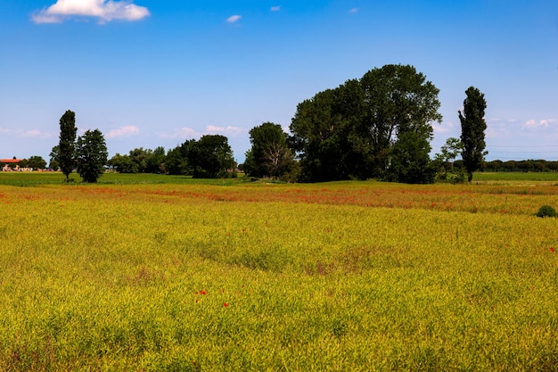 Vista del campo verde e del cielo blu in Italia