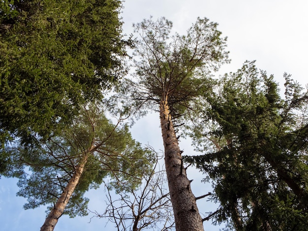 Vista del cielo blu di primavera dalla foresta Vista del cielo attraverso gli alberi Alzando lo sguardo foresta verde