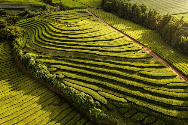 Vista del drone del percorso rettilineo che si avvicina a lussureggianti piante da tè sulla collina in una giornata di sole nella piantagione delle Azzorre