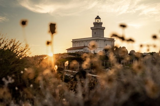 Vista del faro e dei fiori a Capo Testa al tramonto - Sardegna.