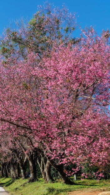 Vista del fiore di ciliegio himalayano selvatico nel centro di sviluppo del progetto reale di Khun Wang Chiang mai a nord della Thailandia