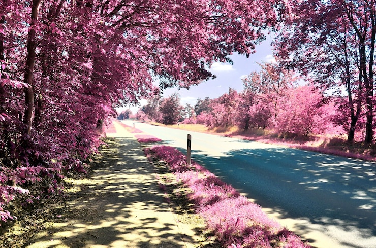 Foto vista del fiore di ciliegio lungo gli alberi del parco