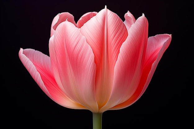 Vista del fiore di tulipano 3D