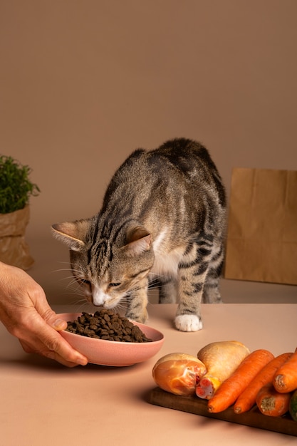 Vista del gatto che mangia cibo da una ciotola